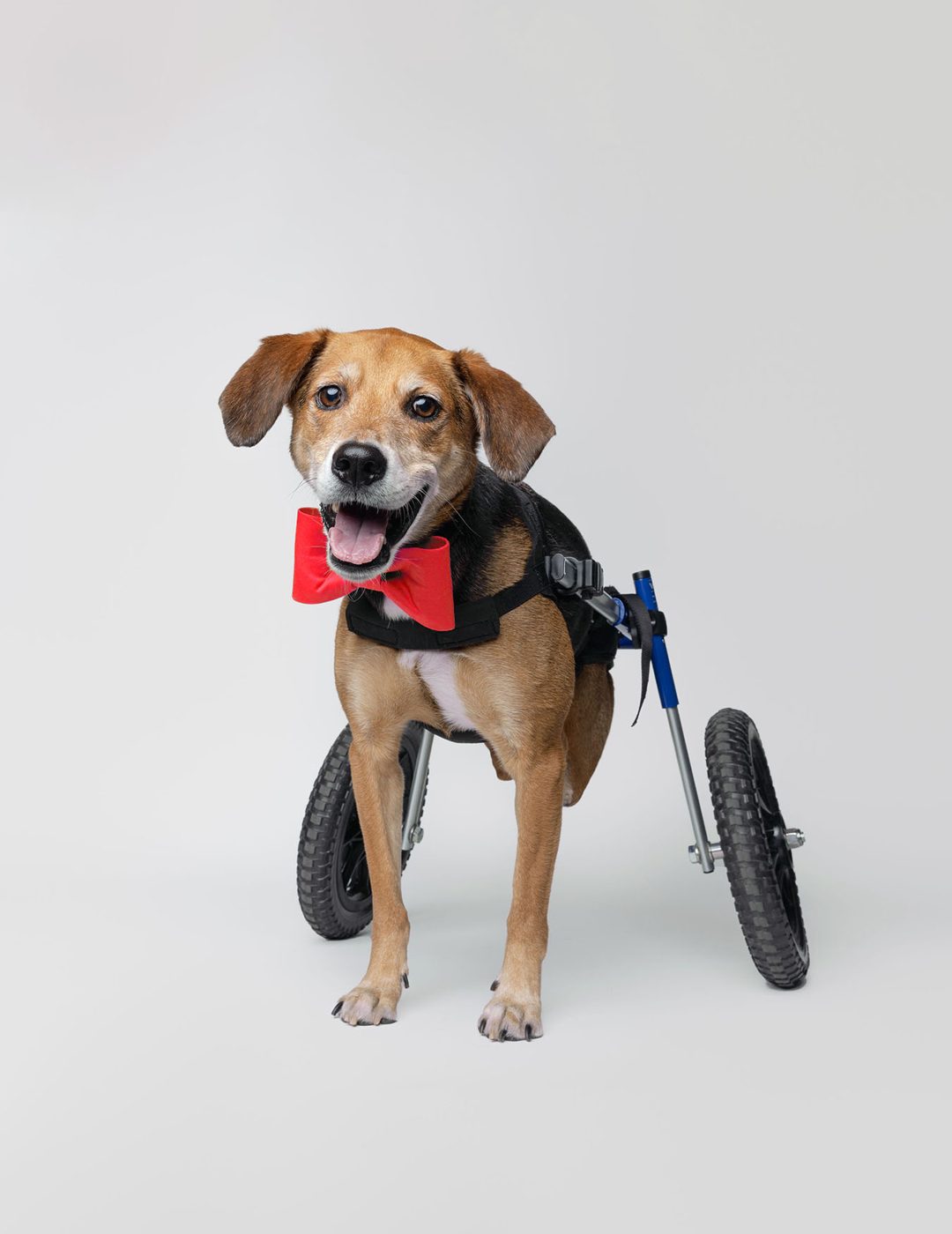 A beagle mix in a red bow tie using a rear-support wheelchair.