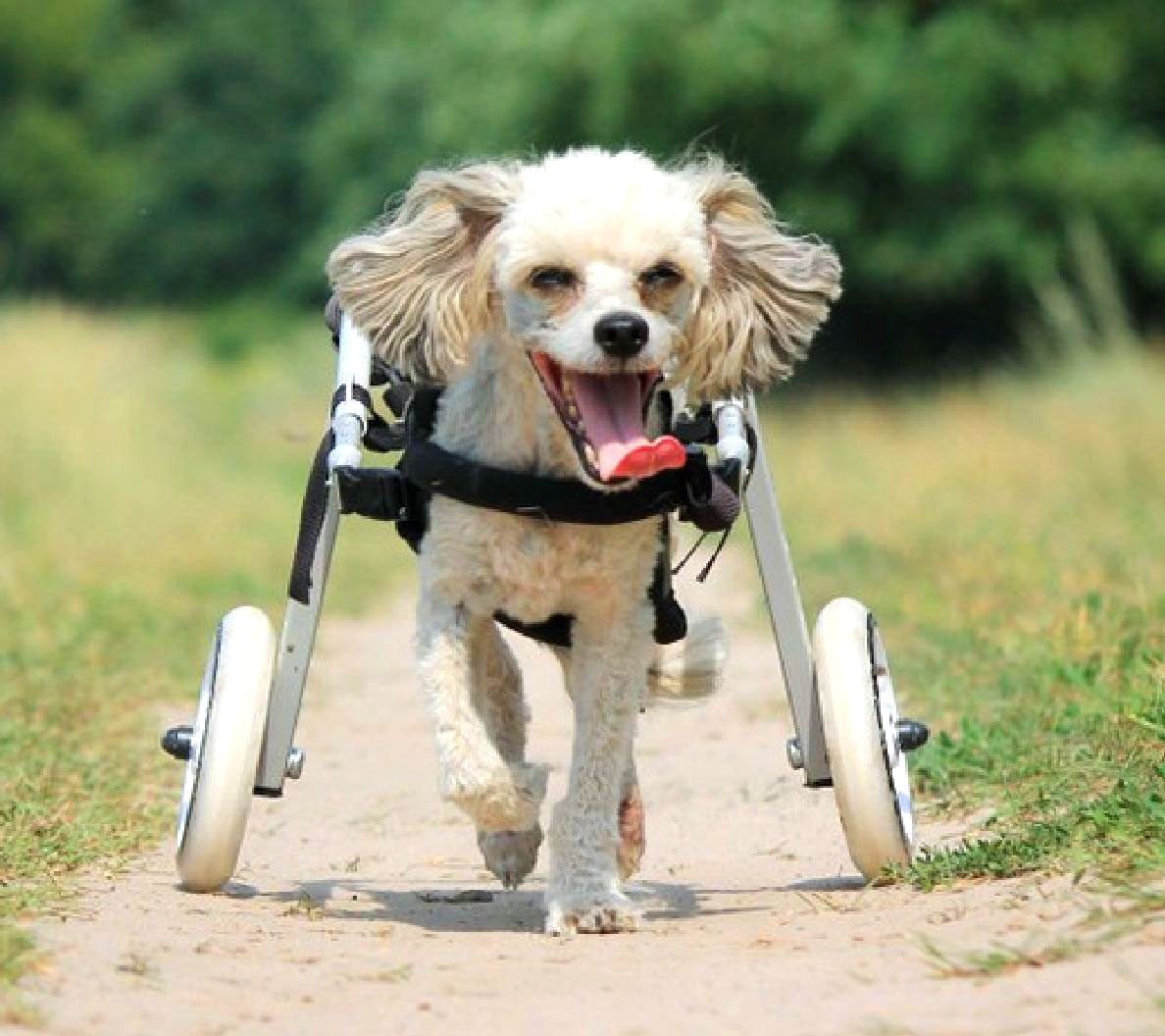 A small white poodle running down a dirt path in a rear-support cart.
