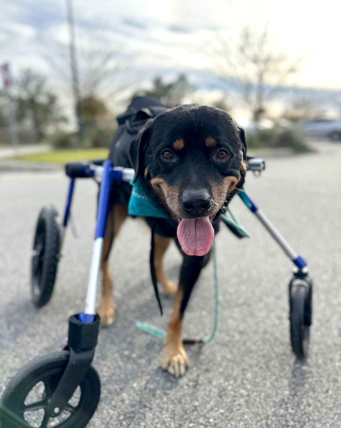 A Rottweiler walking outdoors in a four-wheel support cart.