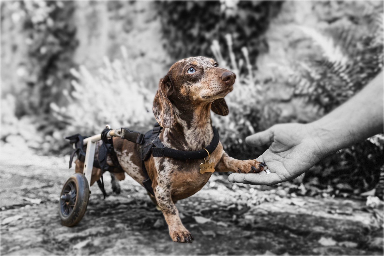 A dappled dachshund named Dash in a rear-support cart, placing his paw in a person's open hand.