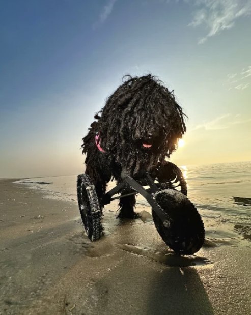 A shaggy black dog on a beach using a custom four-wheel mobility cart.
