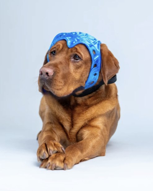 A red Labrador lying down wearing a blue 3D-printed lattice helmet.