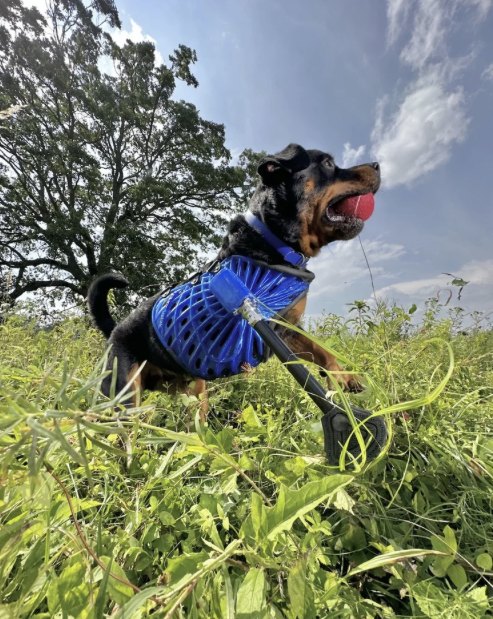 A Rottweiler in a blue lattice jacket with a full front-limb prosthetic, leaping through tall grass.