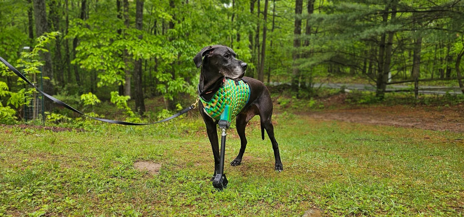 A black Great Dane standing in a forest clearing, wearing a green lattice jacket with a front-limb prosthetic and foot.