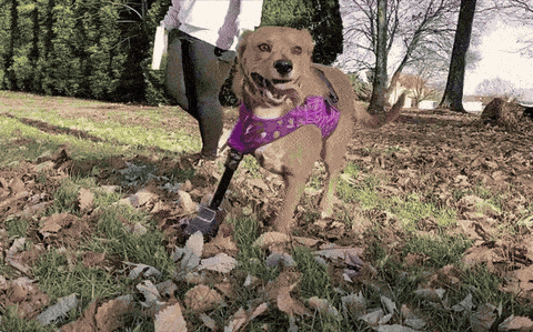 A tan dog in a purple lattice jacket running across autumn leaves on a front-limb prosthetic.